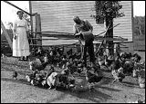 Feeding chickens