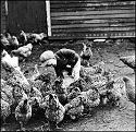 Boy feeding chickens