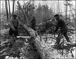 Sawing felled trees