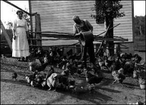 Feeding Chickens