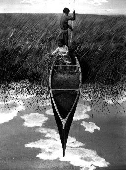 Wild rice harvest