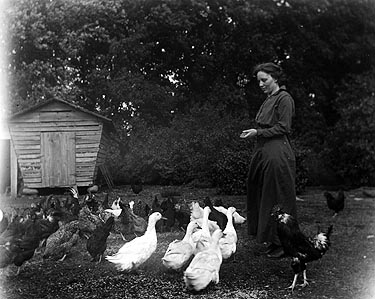 Feeding chickens and ducks