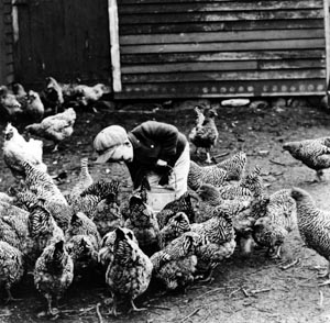 Feeding chickens