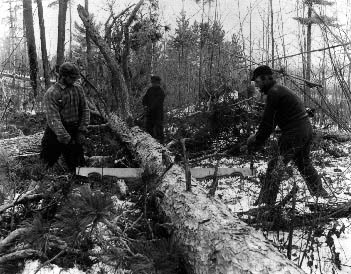 Sawing trees
